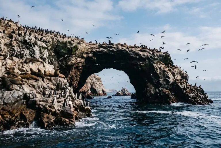 Lobos marinos y aves sobre los arcos rocosos de las Islas Ballestas